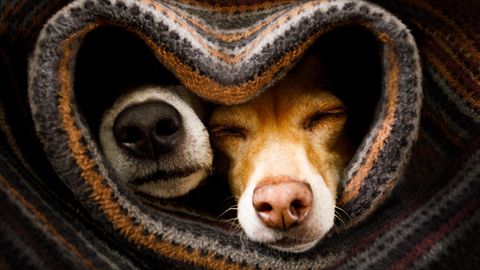 Zwei Hundenasen in einer Decke