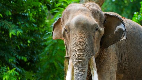 Ein asiatischer Elefant