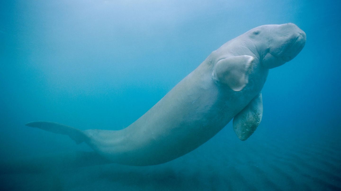 Ein Dugong im Meer