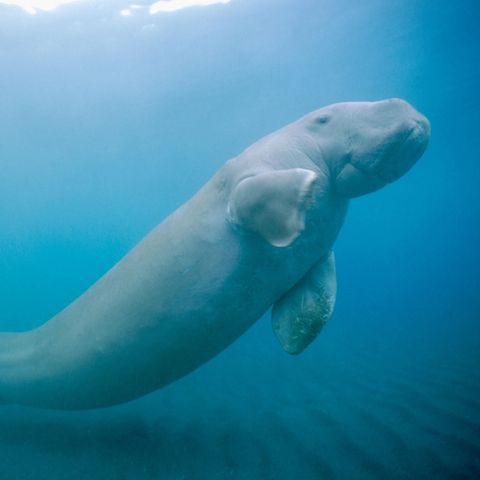 Ein Dugong im Meer