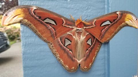 Größte Flügel aller Schmetterlinge: Exotischer Atlasspinner erstmals in den USA gesichtet