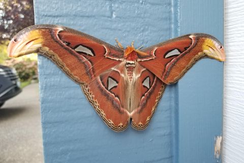 Größte Flügel aller Schmetterlinge: Exotischer Atlasspinner erstmals in den USA gesichtet