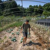 Ein Bauer geht durch seine Gemüsebeete