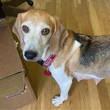 25. August 2022  Herzogin Meghan und Prinz Harry adoptieren weiteren Hund  Archie und Lilibet haben eine neue Spielgefährtin: Beagle Mamma Mia. Die siebenjährige Hündin haben US-Tierschützer aus einer grauenvollen Umgebung gerettet. Die Hündin wurde dieses Jahr aus einer Zuchtstation in Virginia gerettet. Nachdem die Behörden 2021 und 2022 mehrfach den Ort inspizierten und gravierende Missstände vorfanden, nahmen sie im Mai und Juli rund 4000 Tiere mit. Einer davon waren Mia und ihre sieben Welpen. Das "Beagle Freedom Project", eine Tierschutzorganisation in der Nähe von Los Angeles kümmerte sich um die Hundefamilie – bis ihre Leiterin, Shannon Keith, ein Anruf von einer unterdrückten Nummer erreichte. "Hey Shannon, hier ist Meghan", soll die Herzogin von Sussex gesagt haben, erinnert sich Keith auf der Homepage der Organisation. Dabei dachte sie zunächst an Schauspielerin Megan Fox. Eines Tages kamen die Herzogin und der Herzog von Sussex, spielten mit Mia und Meghan entschied kurzerhand: "Wir adoptieren sie." Sie habe betont, dass sie keinen Welpen wollten, sondern einen älteren Hund. Für die Sussexes ist es nicht der erste Beagle, denn Meghan hatte bereits Guy adoptiert, bevor sie Harry kennenlernte. Gemeinsam retteten sie später Labrador-Hündin Pula. Nun wächst die Familie um einen weiteres vierbeiniges Mitglied und die Freude ist sicherlich auch bei den Kindern groß.