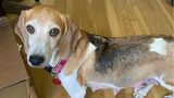 25. August 2022  Herzogin Meghan und Prinz Harry adoptieren weiteren Hund  Archie und Lilibet haben eine neue Spielgefährtin: Beagle Mamma Mia. Die siebenjährige Hündin haben US-Tierschützer aus einer grauenvollen Umgebung gerettet. Die Hündin wurde dieses Jahr aus einer Zuchtstation in Virginia gerettet. Nachdem die Behörden 2021 und 2022 mehrfach den Ort inspizierten und gravierende Missstände vorfanden, nahmen sie im Mai und Juli rund 4000 Tiere mit. Einer davon waren Mia und ihre sieben Welpen. Das "Beagle Freedom Project", eine Tierschutzorganisation in der Nähe von Los Angeles kümmerte sich um die Hundefamilie – bis ihre Leiterin, Shannon Keith, ein Anruf von einer unterdrückten Nummer erreichte. "Hey Shannon, hier ist Meghan", soll die Herzogin von Sussex gesagt haben, erinnert sich Keith auf der Homepage der Organisation. Dabei dachte sie zunächst an Schauspielerin Megan Fox. Eines Tages kamen die Herzogin und der Herzog von Sussex, spielten mit Mia und Meghan entschied kurzerhand: "Wir adoptieren sie." Sie habe betont, dass sie keinen Welpen wollten, sondern einen älteren Hund. Für die Sussexes ist es nicht der erste Beagle, denn Meghan hatte bereits Guy adoptiert, bevor sie Harry kennenlernte. Gemeinsam retteten sie später Labrador-Hündin Pula. Nun wächst die Familie um einen weiteres vierbeiniges Mitglied und die Freude ist sicherlich auch bei den Kindern groß.