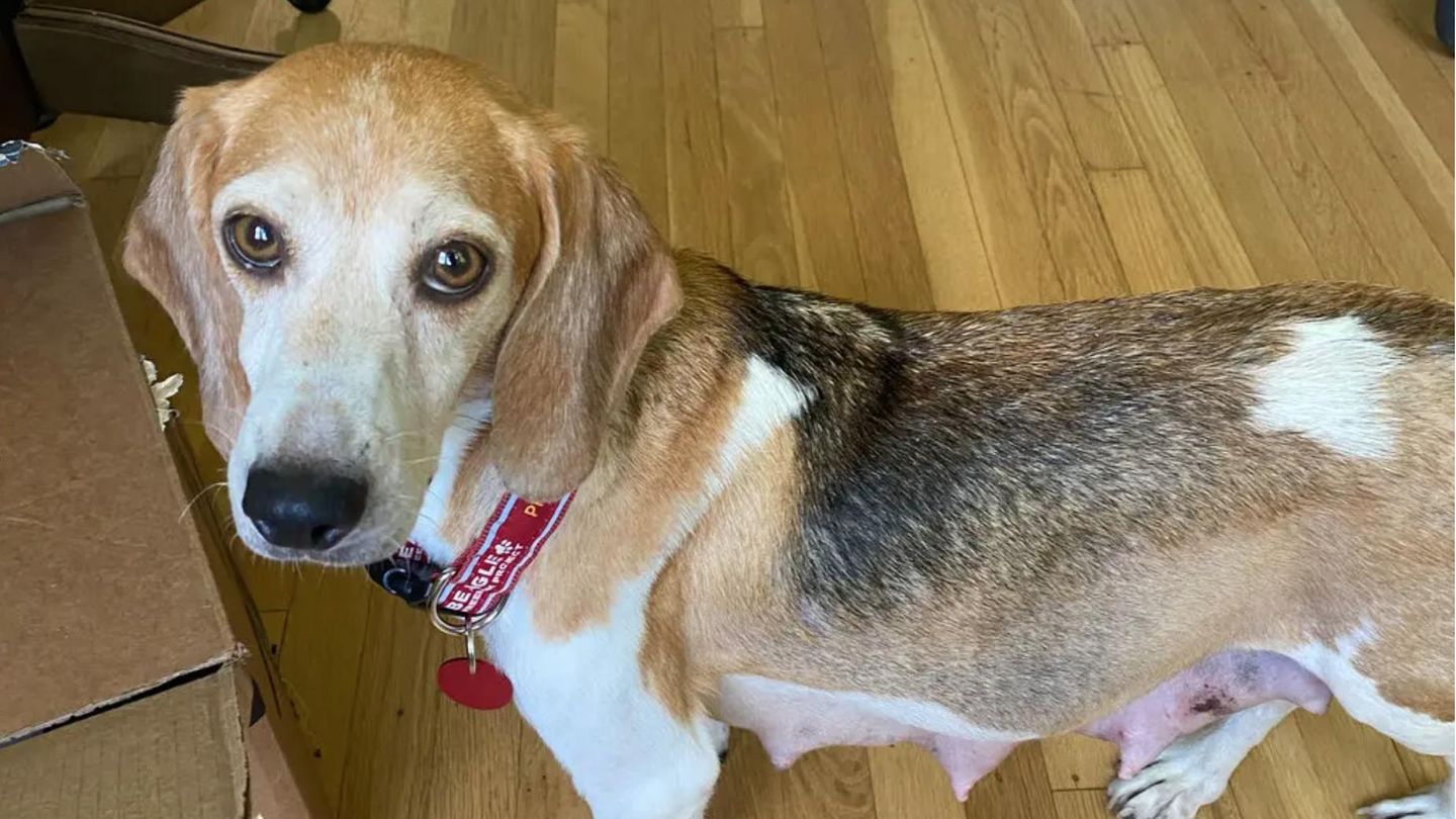 25. August 2022  Herzogin Meghan und Prinz Harry adoptieren weiteren Hund  Archie und Lilibet haben eine neue Spielgefährtin: Beagle Mamma Mia. Die siebenjährige Hündin haben US-Tierschützer aus einer grauenvollen Umgebung gerettet. Die Hündin wurde dieses Jahr aus einer Zuchtstation in Virginia gerettet. Nachdem die Behörden 2021 und 2022 mehrfach den Ort inspizierten und gravierende Missstände vorfanden, nahmen sie im Mai und Juli rund 4000 Tiere mit. Einer davon waren Mia und ihre sieben Welpen. Das "Beagle Freedom Project", eine Tierschutzorganisation in der Nähe von Los Angeles kümmerte sich um die Hundefamilie – bis ihre Leiterin, Shannon Keith, ein Anruf von einer unterdrückten Nummer erreichte. "Hey Shannon, hier ist Meghan", soll die Herzogin von Sussex gesagt haben, erinnert sich Keith auf der Homepage der Organisation. Dabei dachte sie zunächst an Schauspielerin Megan Fox. Eines Tages kamen die Herzogin und der Herzog von Sussex, spielten mit Mia und Meghan entschied kurzerhand: "Wir adoptieren sie." Sie habe betont, dass sie keinen Welpen wollten, sondern einen älteren Hund. Für die Sussexes ist es nicht der erste Beagle, denn Meghan hatte bereits Guy adoptiert, bevor sie Harry kennenlernte. Gemeinsam retteten sie später Labrador-Hündin Pula. Nun wächst die Familie um einen weiteres vierbeiniges Mitglied und die Freude ist sicherlich auch bei den Kindern groß.