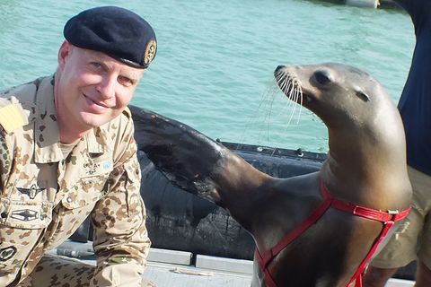 Delfine, Seelöwen, Wale: Wie Russland und die USA seit Jahrzehnten Tiere im Krieg einsetzen