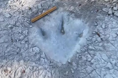 Video: Dürre legt 113 Millionen Jahre alte Dinosaurierspuren frei