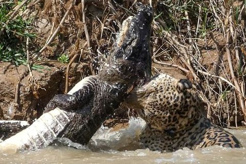 Todeskampf in Brasilien: Jaguar verbeißt sich in Krokodil