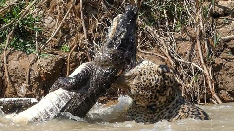 Todeskampf in Brasilien: Jaguar verbeißt sich in Krokodil