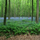Der Hallerbos in Belgien mit seinem blauen Hyazinthen-Teppich.