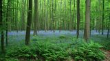 Der Hallerbos in Belgien mit seinem blauen Hyazinthen-Teppich.