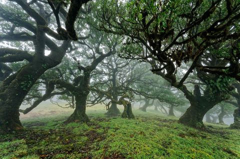 Moosüberwachsene Bäume im Feenwald auf Madeira.