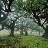 Moosüberwachsene Bäume im Feenwald auf Madeira.