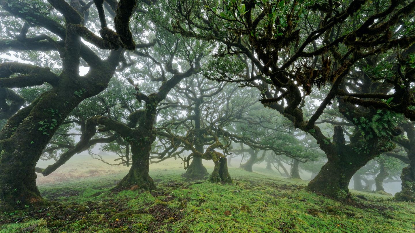 Moosüberwachsene Bäume im Feenwald auf Madeira.