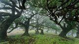 Moosüberwachsene Bäume im Feenwald auf Madeira.
