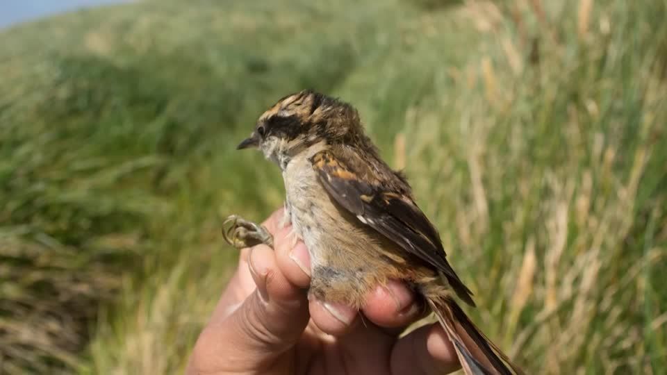 Vogelart