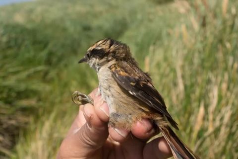 Video: Wie kam der Vogel auf die Insel?