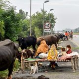 Menschen und Rinder sind gemeinsam auf der Flucht vor den Wassermassen