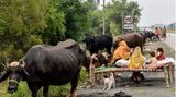 Menschen und Rinder sind gemeinsam auf der Flucht vor den Wassermassen