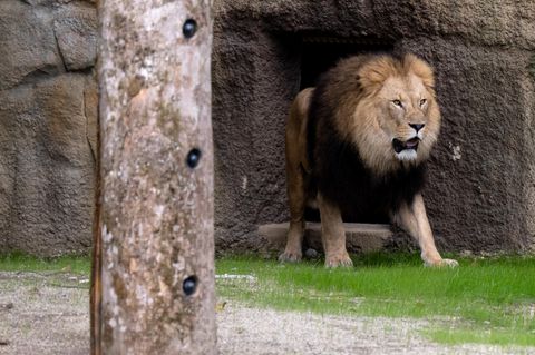 Ein Löwe steht im Tierpark Hellabrunn in der neuen Löwenanlage