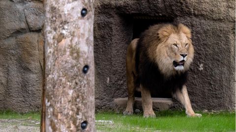 Ein Löwe steht im Tierpark Hellabrunn in der neuen Löwenanlage