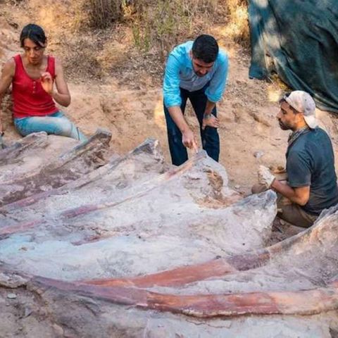 Forschende und das Saurier-Skelett