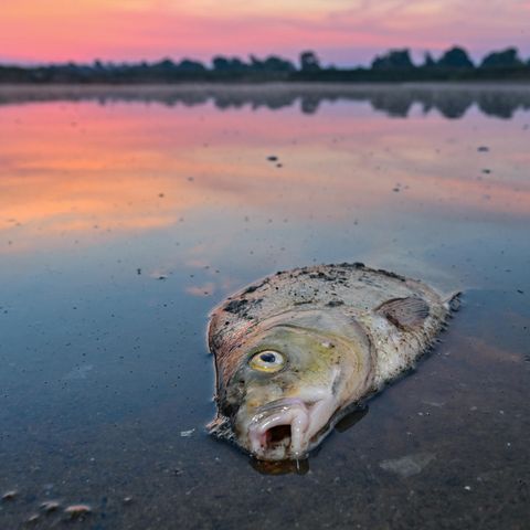 Toter Fisch in der Oder