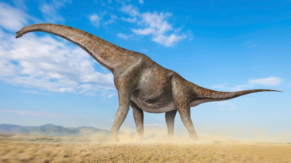 Sauropoden konnten eine maximale Länge bis 27 Meter erreichen
