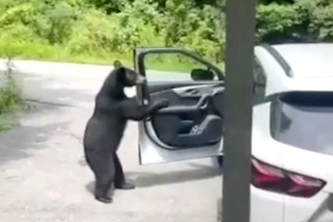 Bär bricht in Auto ein, um eine Packung Kerne zu stehlen