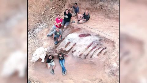 North Dakota: Biologie-Student findet 65 Millionen Jahre alten Triceratops-Schädel
