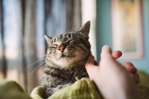 Ein Mensch streichelt eine Katze am Hals. Die hat die Augen geschlossen und scheint sich wohlzufühlen
