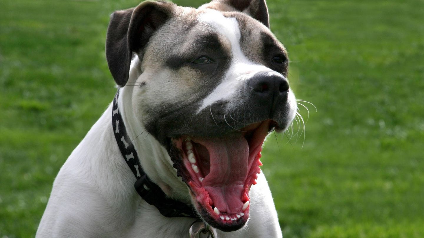 Hund zeigt seine Zähne.