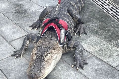 Alligator an Leine: Mädchen führt Reptil über Spielplatz spazieren