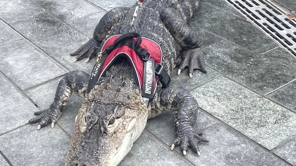 Alligator an Leine: Mädchen führt Reptil über Spielplatz spazieren