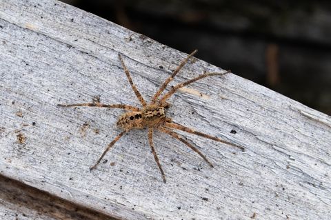 Eine Nosferatu-Spinne sitzt auf einem Holzblock