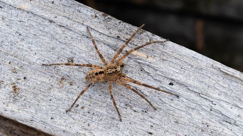 Eine Nosferatu-Spinne sitzt auf einem Holzblock