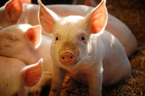 Schweinchen