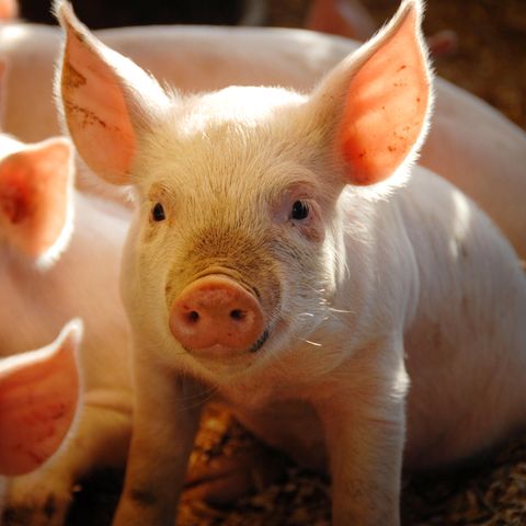 Schweinchen