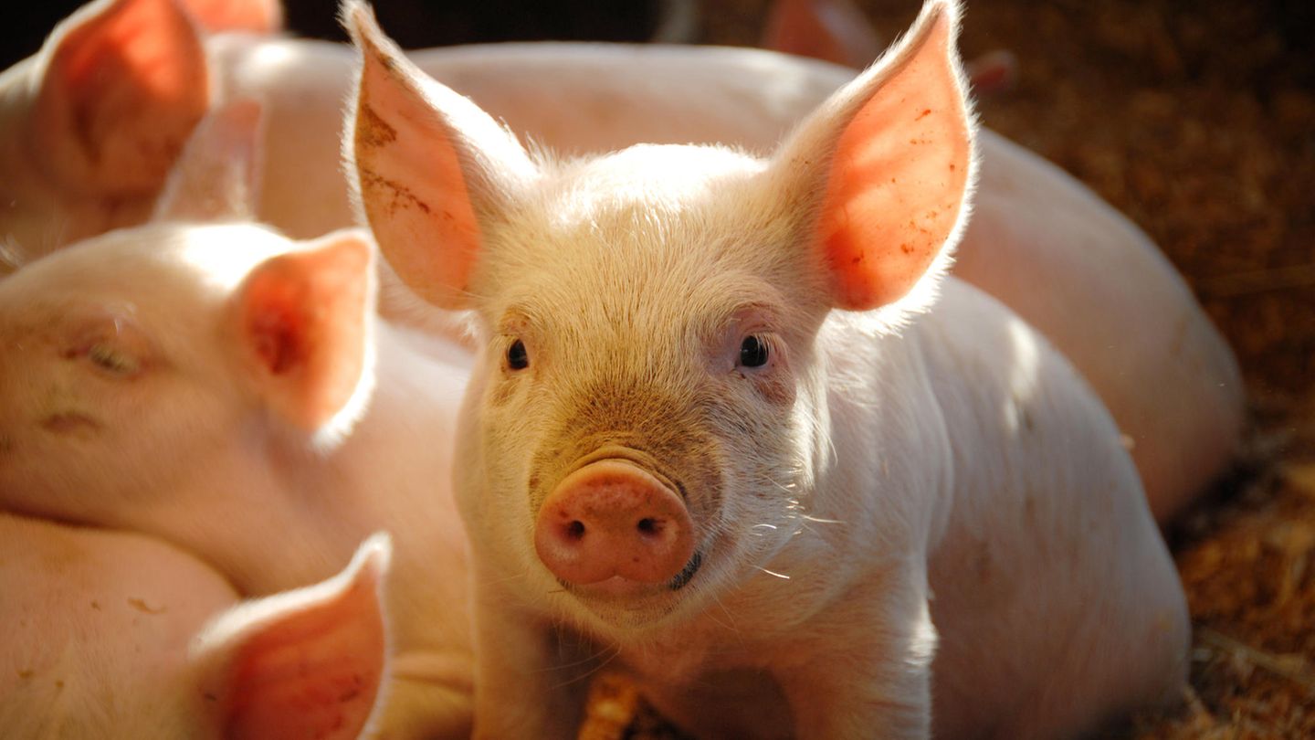 Schweinchen