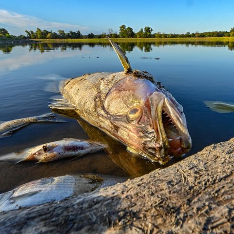 Kadaver im Oder-Idyll: Beim brandenburgischen Genschmar verwesen vergiftete Fische, die der Grenzfluss angeschwemmt hat