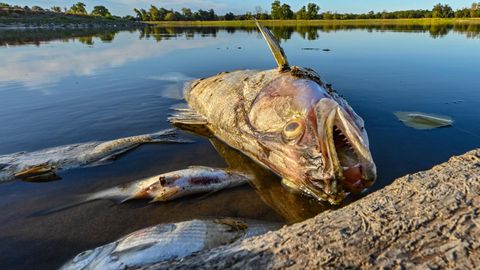 Kadaver im Oder-Idyll: Beim brandenburgischen Genschmar verwesen vergiftete Fische, die der Grenzfluss angeschwemmt hat