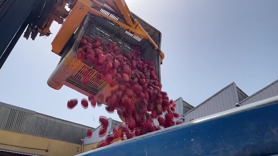Video: Die Tomatenschlacht "Tomatina" ist zurück