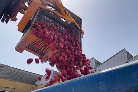 Video: Die Tomatenschlacht "Tomatina" ist zurück