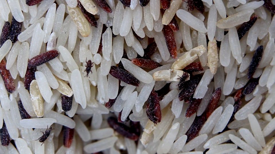 Lebensmittel-Schädlinge: Mit diesen Tipps werden Sie Motten und Käfer los Lebensmittel-Schädlinge: Mit diesen Tipps werden Sie Motten und Käfer los