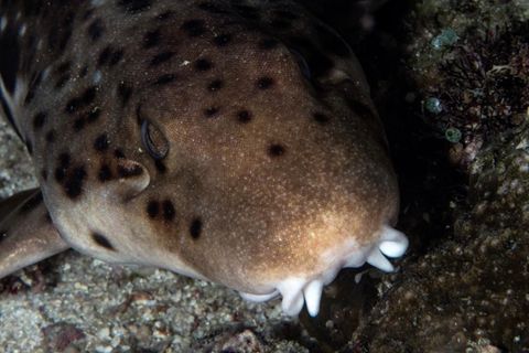 Gehende Haie: Diese Raubfische laufen bis zu einer Stunde an Land, und können das schon als Babys