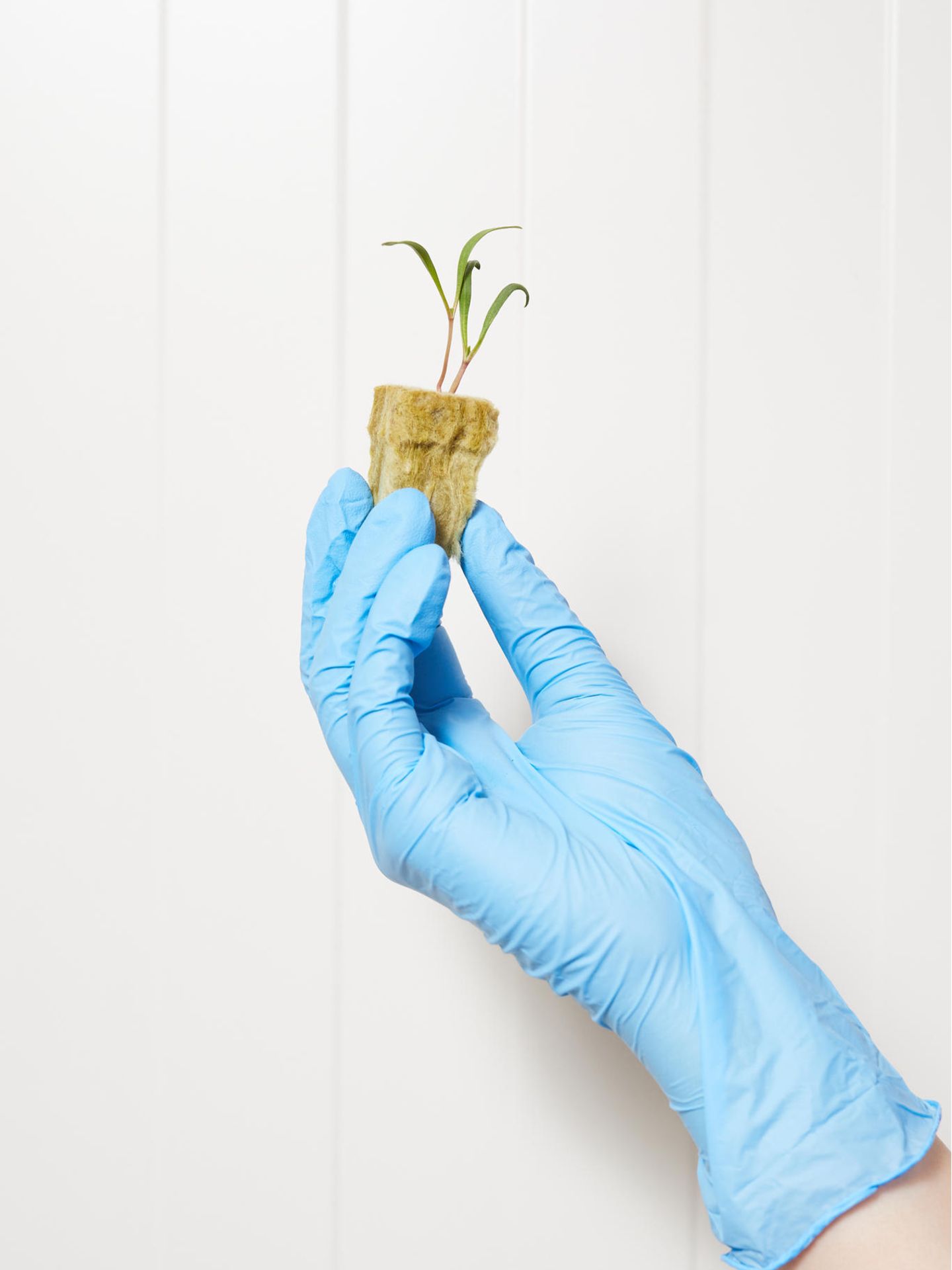 Hand mit blauem Laborhandschuh und keimender Pflanze