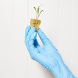 Hand mit blauem Laborhandschuh und keimender Pflanze