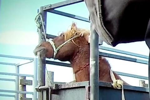 Brutales Geschäft mit Island-Ponys: Verdeckte Aufnahmen zeigen barbarische Praktiken
