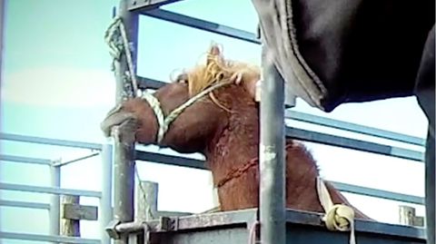 Brutales Geschäft mit Island-Ponys: Verdeckte Aufnahmen zeigen barbarische Praktiken